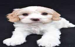 Cavapoo dogs for sale: Snickers - Image 5