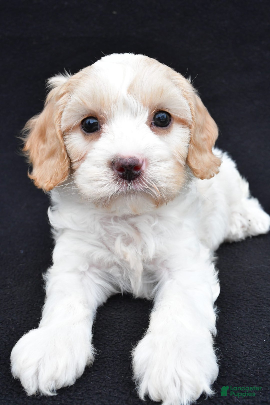 Cavapoo dogs for sale: Snickers - Image 5