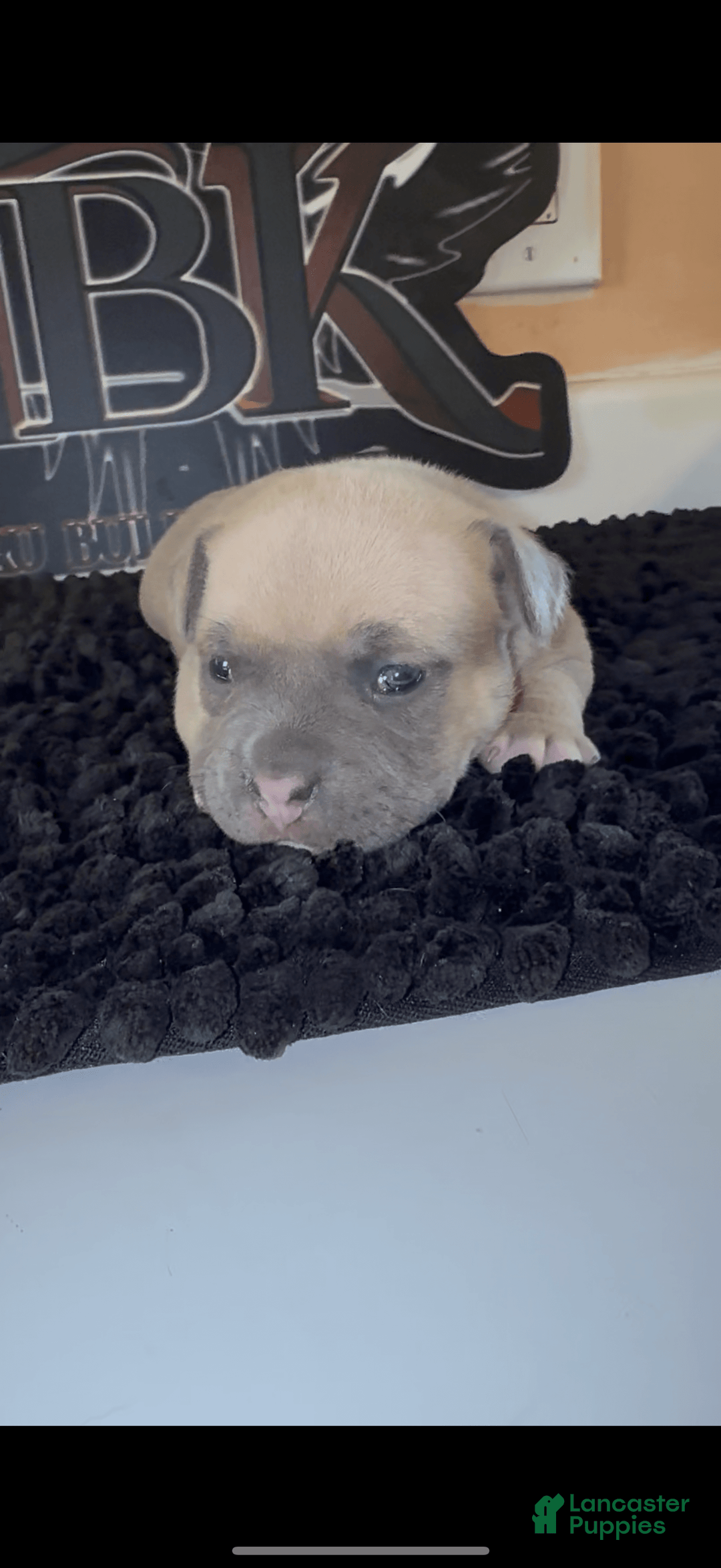 American Bully dogs for sale: Exotic Bully - Image 2
