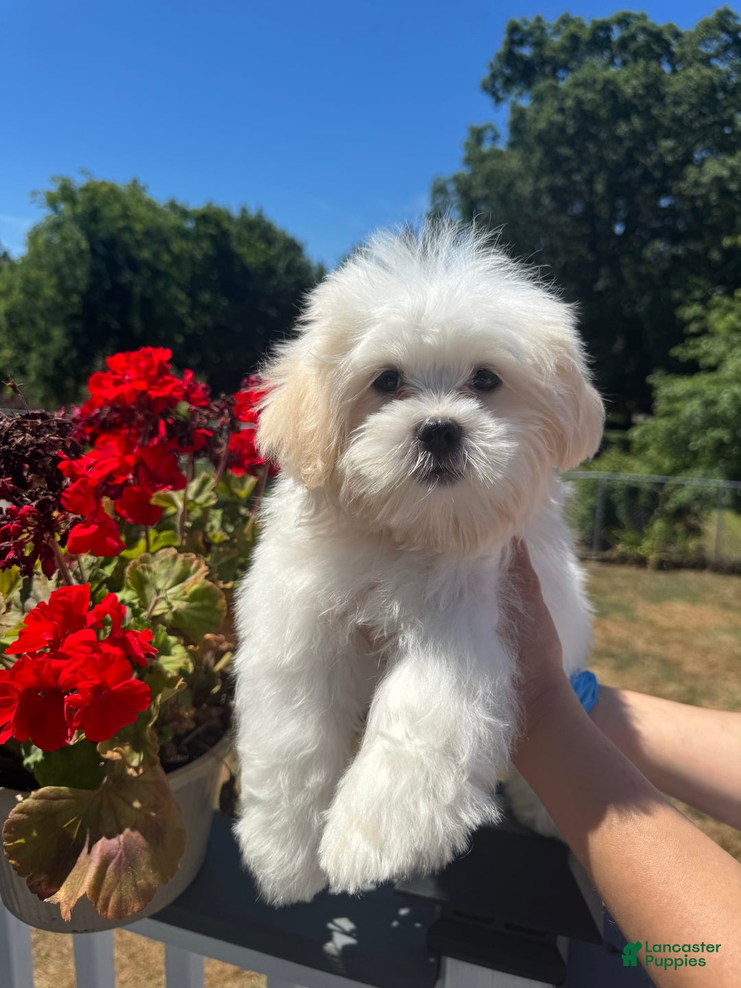 Malshi dogs for sale: Kyrie - Image 3