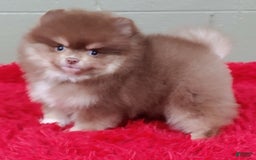 Pomeranian dogs for sale: Jessy - Image 12