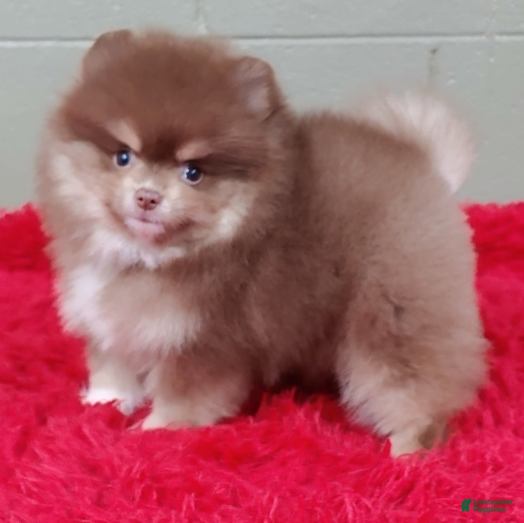 Pomeranian dogs for sale: Jessy - Image 12