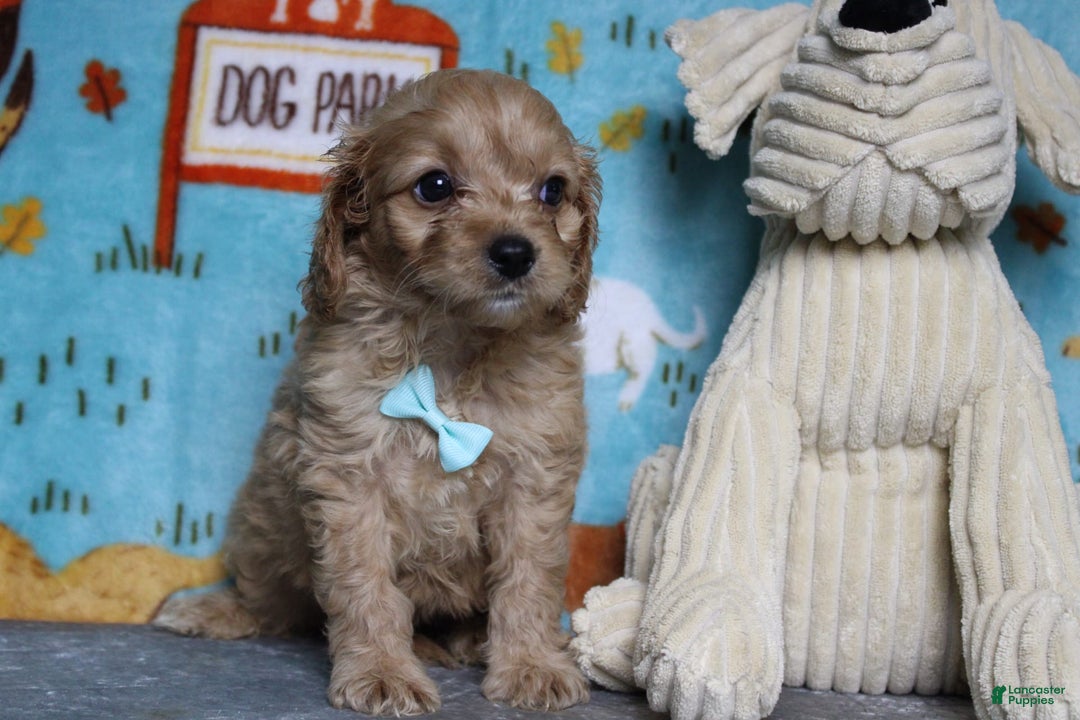 Cavapoo dogs for sale: Phoenix - Image 43
