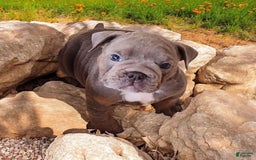 English Bulldog dogs for sale: Velour - Image 4