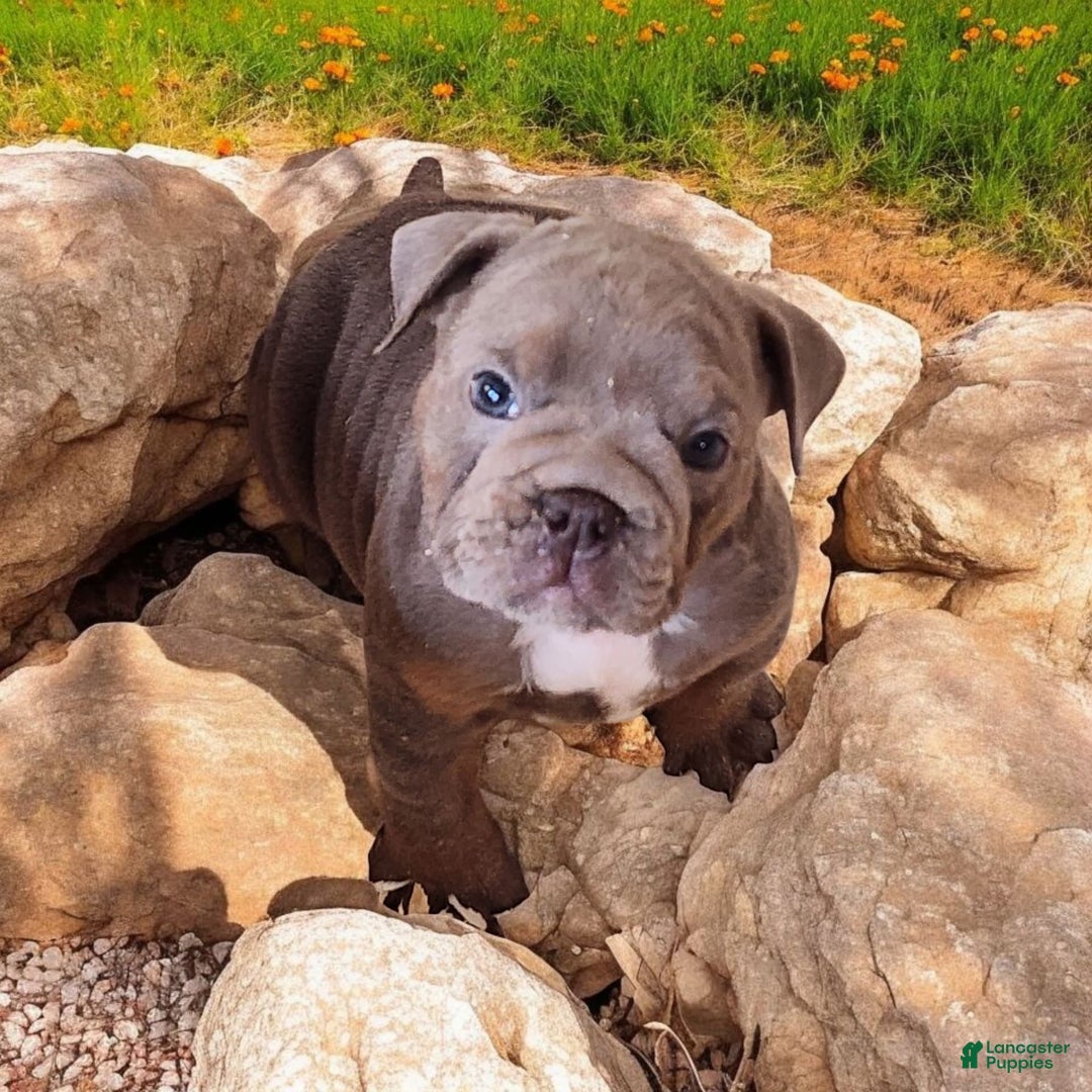 English Bulldog dogs for sale: Velour - Image 4
