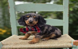 Miniature Dachshund dogs for sale: Albert - Image 7