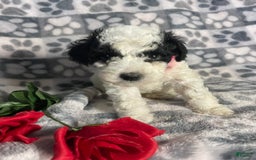 Toy Poodle dogs for sale: Chip - Image 8