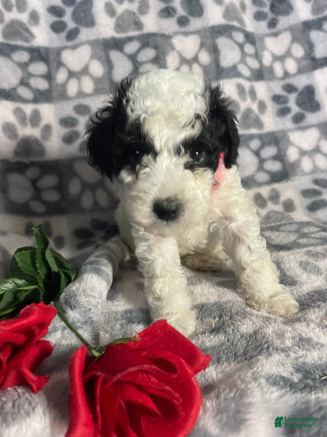 Toy Poodle dogs for sale: Chip - Image 8