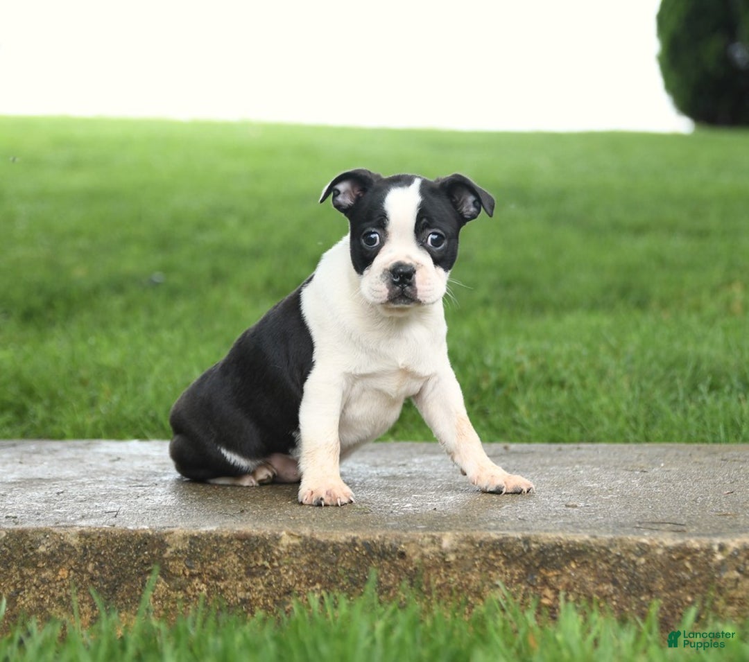 Boston Terrier dogs for sale: Raven - Image 6