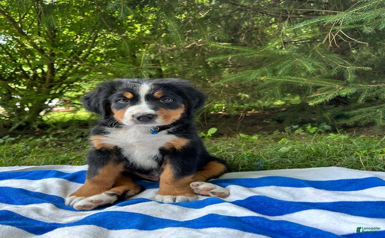 Bernese Mountain Dog dogs - Advert 29