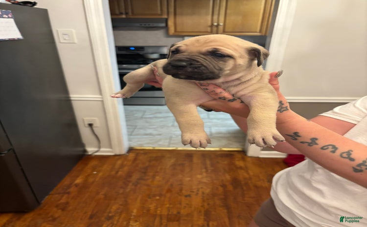 Cane Corso dogs for sale - Ad 3