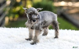 Miniature Schnauzer dogs for sale: Buddy - Image 2