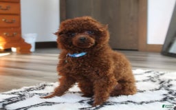 Toy Poodle dogs for sale: Kody - Image 14
