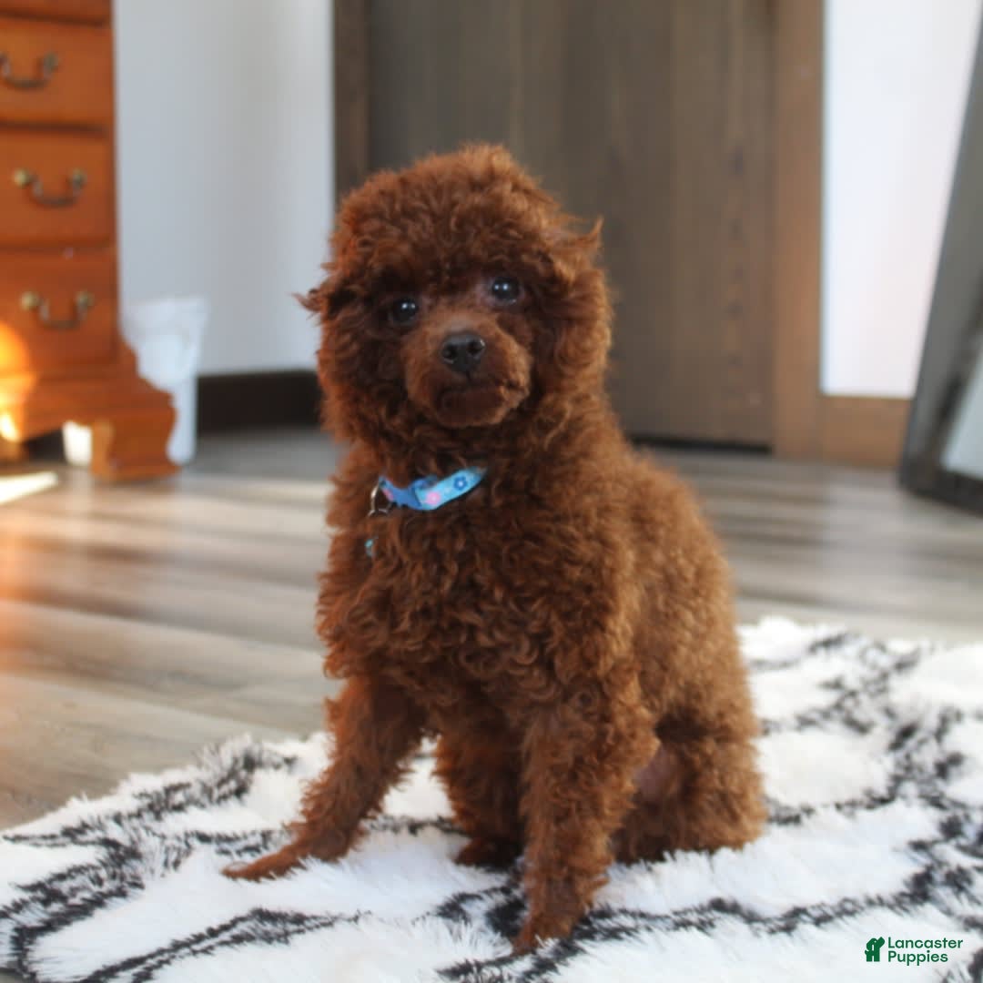 Toy Poodle dogs for sale: Kody - Image 14