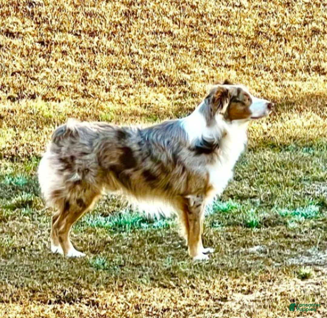 Australian Shepherd dogs for sale: Brody - Image 5