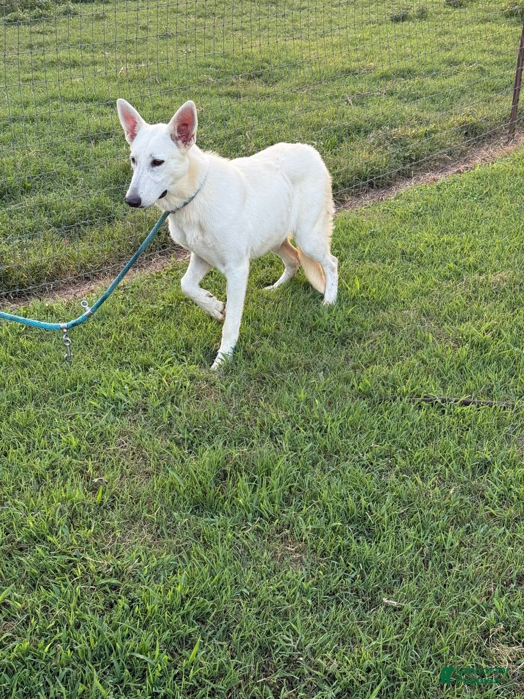 German Shepherd dogs for sale: Luna - Image 1