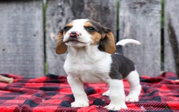 Beagle dogs for sale: Kylo - Image 9