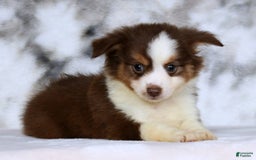  dogs for sale: Biscuit - Image 7