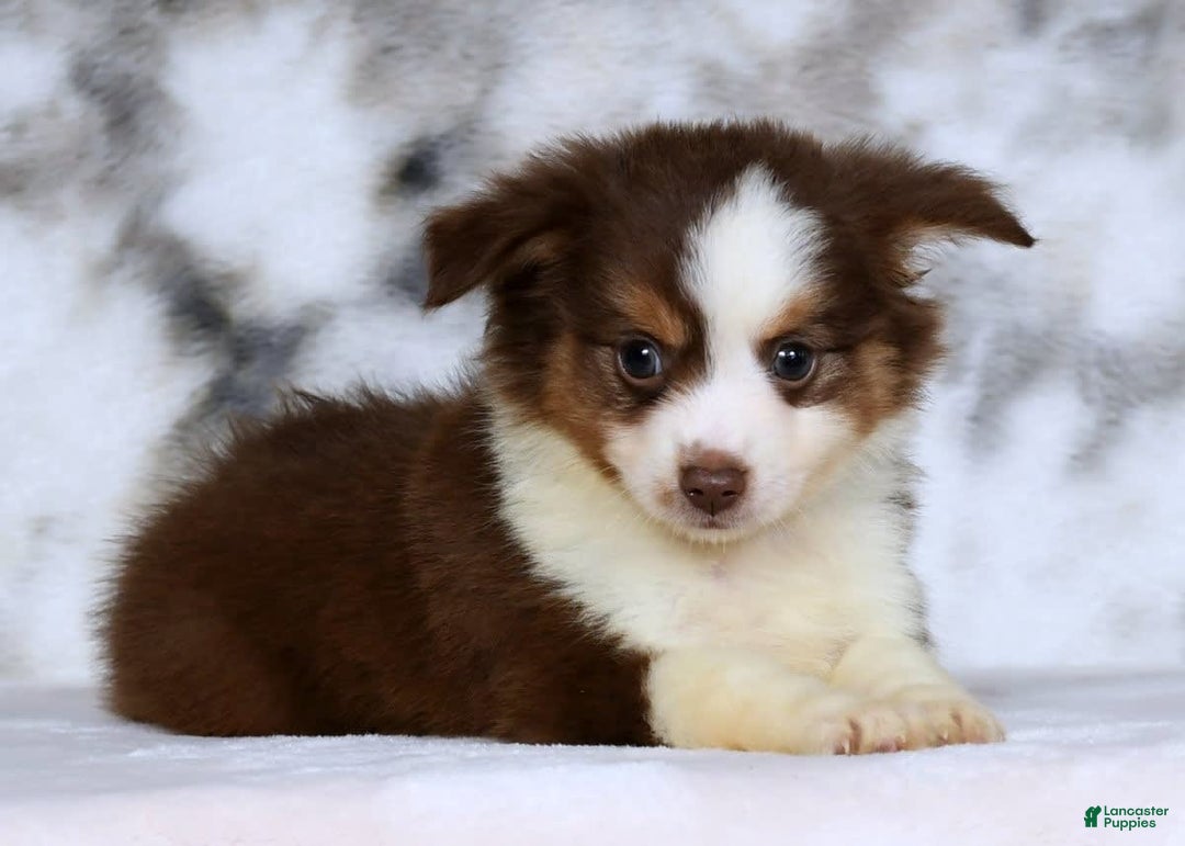  dogs for sale: Biscuit - Image 7