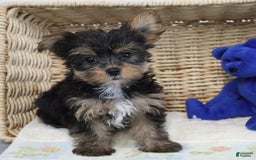 Yorkshire Terrier dogs for sale: Brent - Extra Small - Image 1