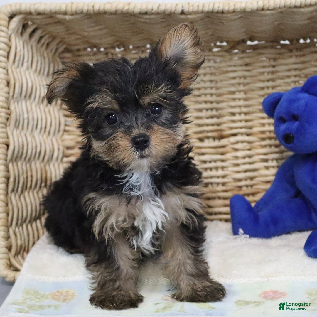 Yorkshire Terrier dogs for sale: Brent - Extra Small - Image 1