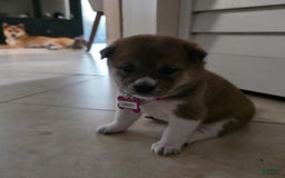 Shiba Inu dogs for sale: Sandy - Image 1