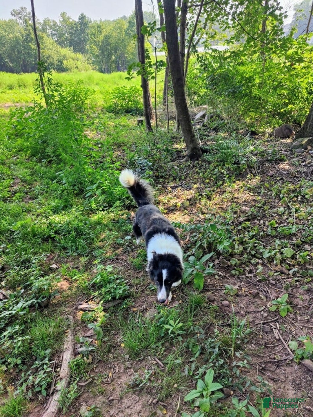 Border Collie dogs for sale: Baxton - Image 6
