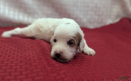 Cavapoo dogs for sale: Forky - Image 8