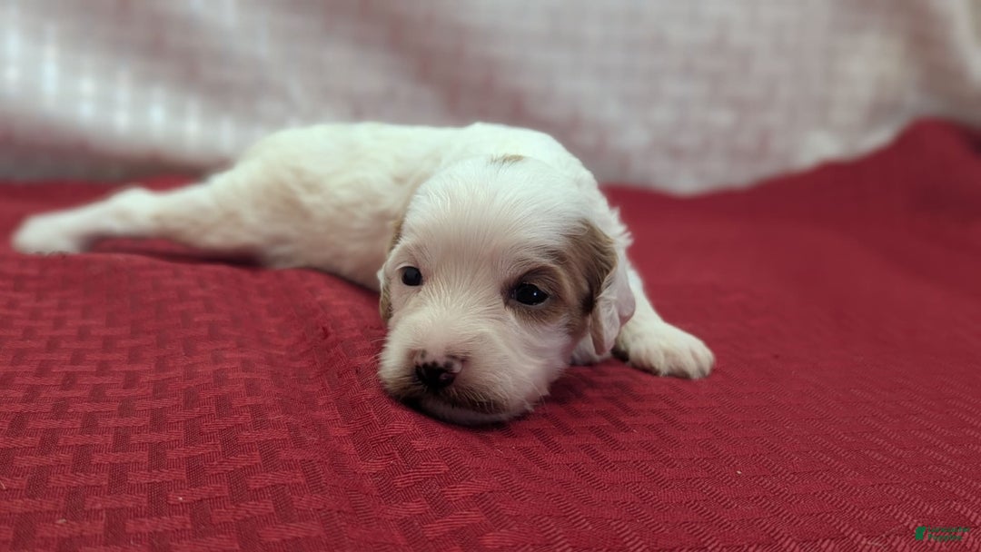 Cavapoo dogs for sale: Forky - Image 8