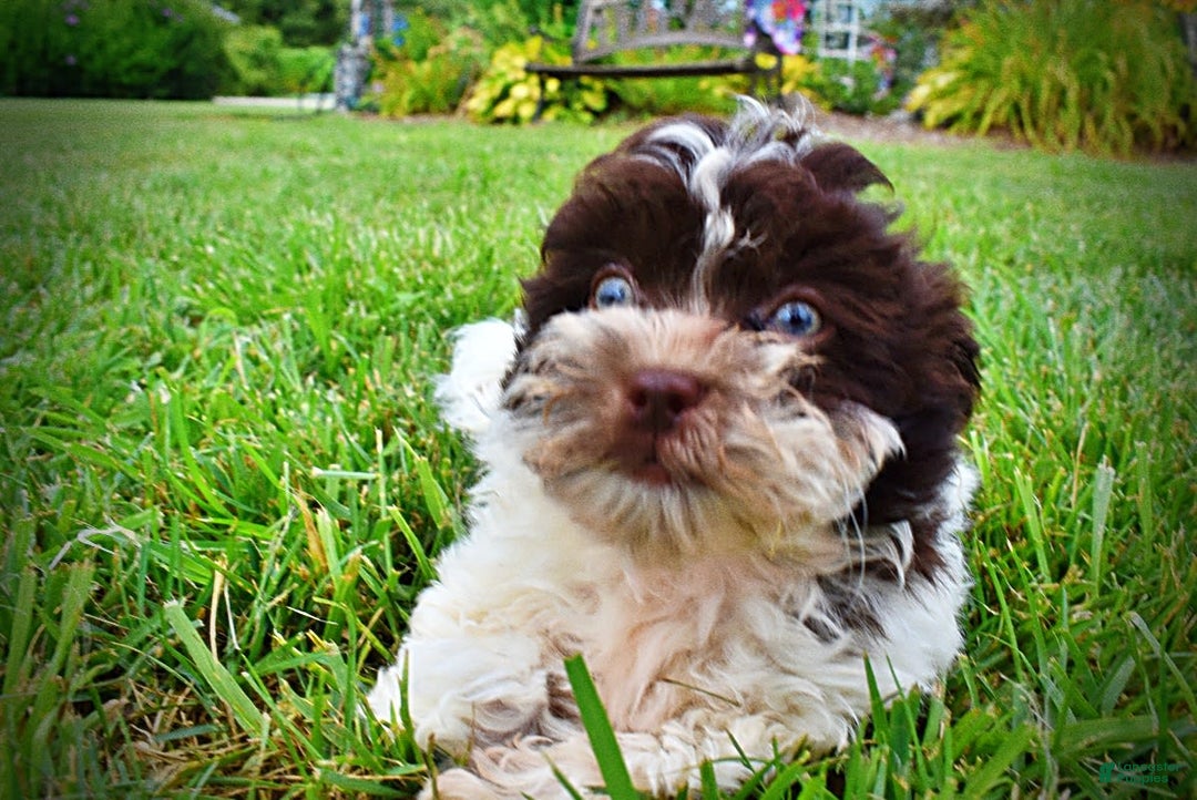 Havapoo dogs for sale: Destiny - Image 4