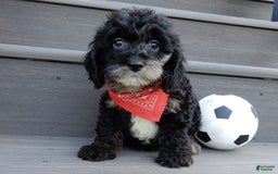 Cockapoo dogs for sale: Rocky - Image 1