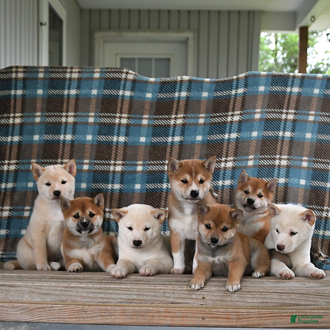 Shiba Inu dogs for sale: Bouncer - Image 1