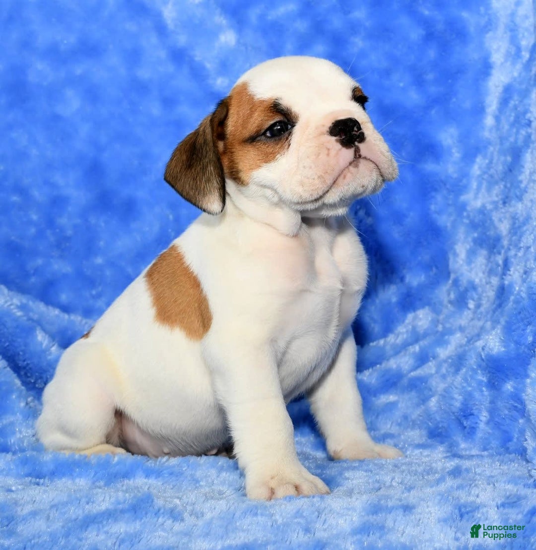 Beabull dogs for sale: Connor - Image 8