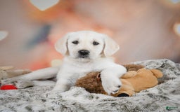 Labradoodle dogs for sale: Rain - Image 5