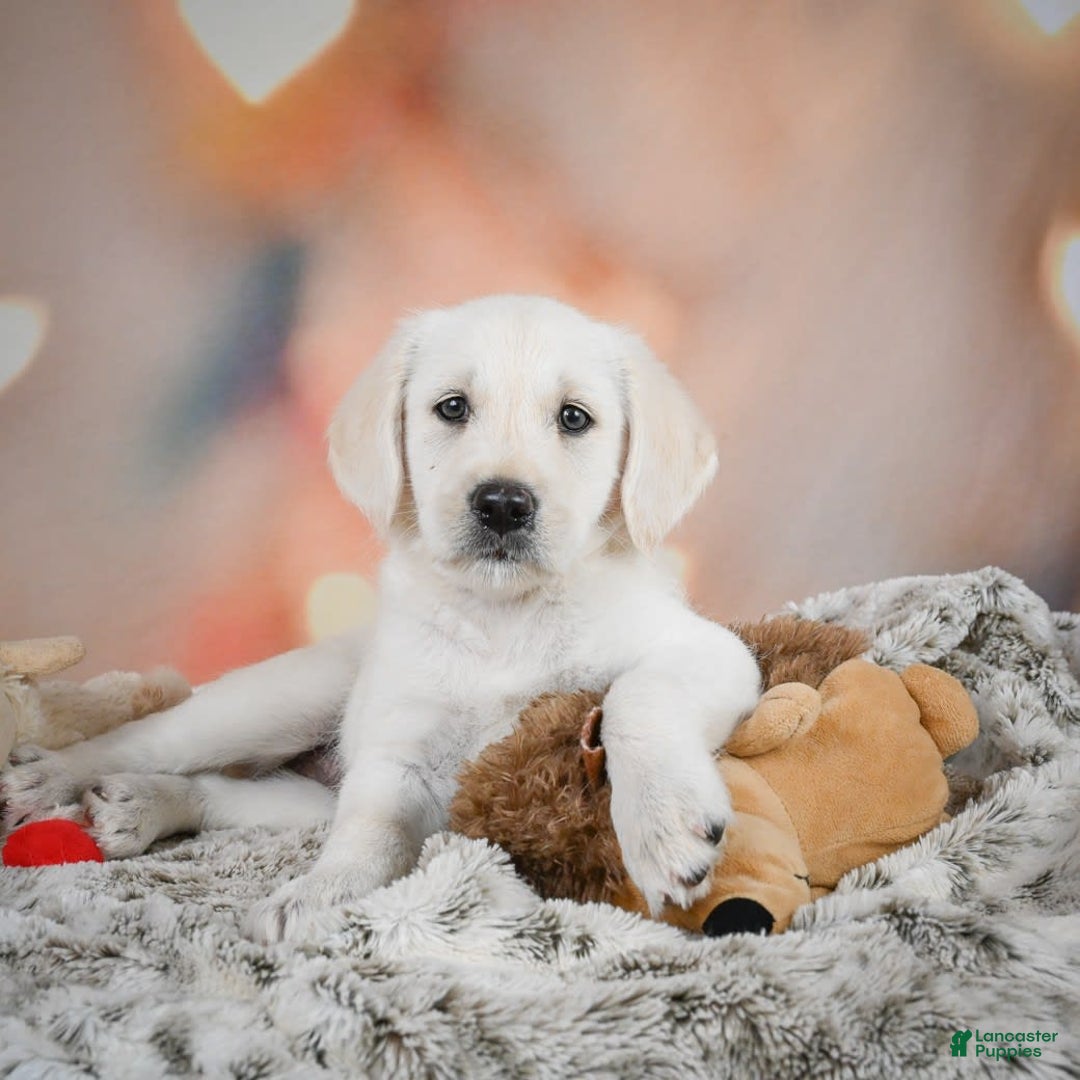 Labradoodle dogs for sale: Rain - Image 5