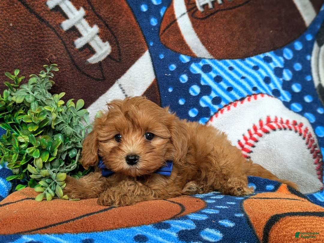 Cavapoo dogs for sale: Lewis Toy Size Hypoallergenic - Image 4