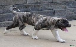 Anatolian Shepherd dogs for sale: Bruce - Image 3