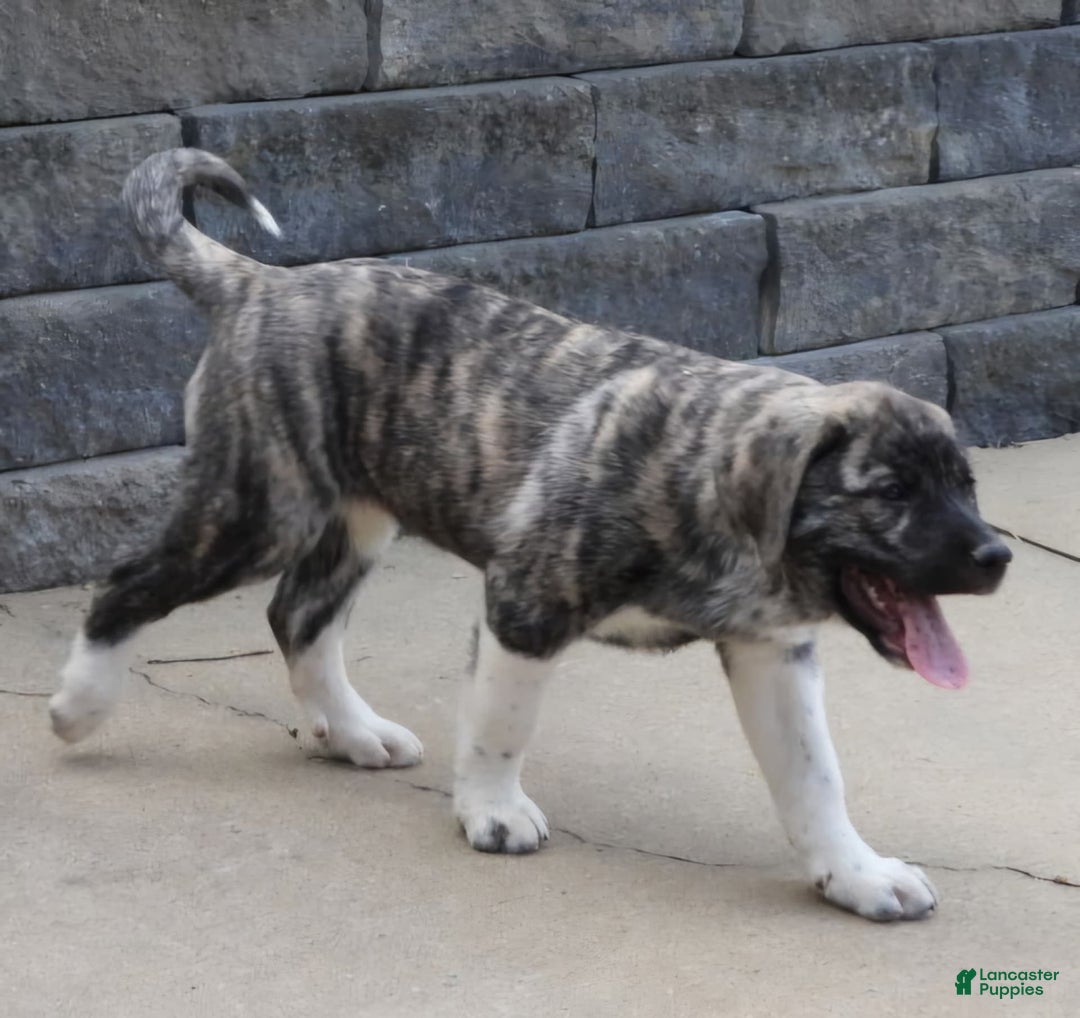 Anatolian Shepherd dogs for sale: Bruce - Image 3