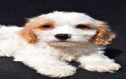 Cavachon dogs for sale: Bruce - Image 6