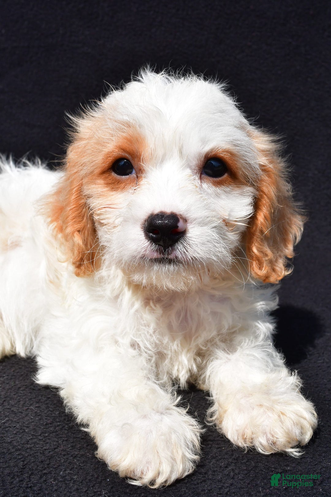 Cavachon dogs for sale: Bruce - Image 6