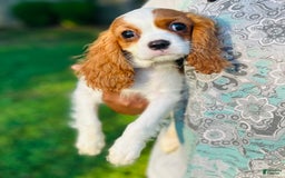 Cavalier King Charles Spaniel dogs for sale: Mr. Wiggles - Image 2