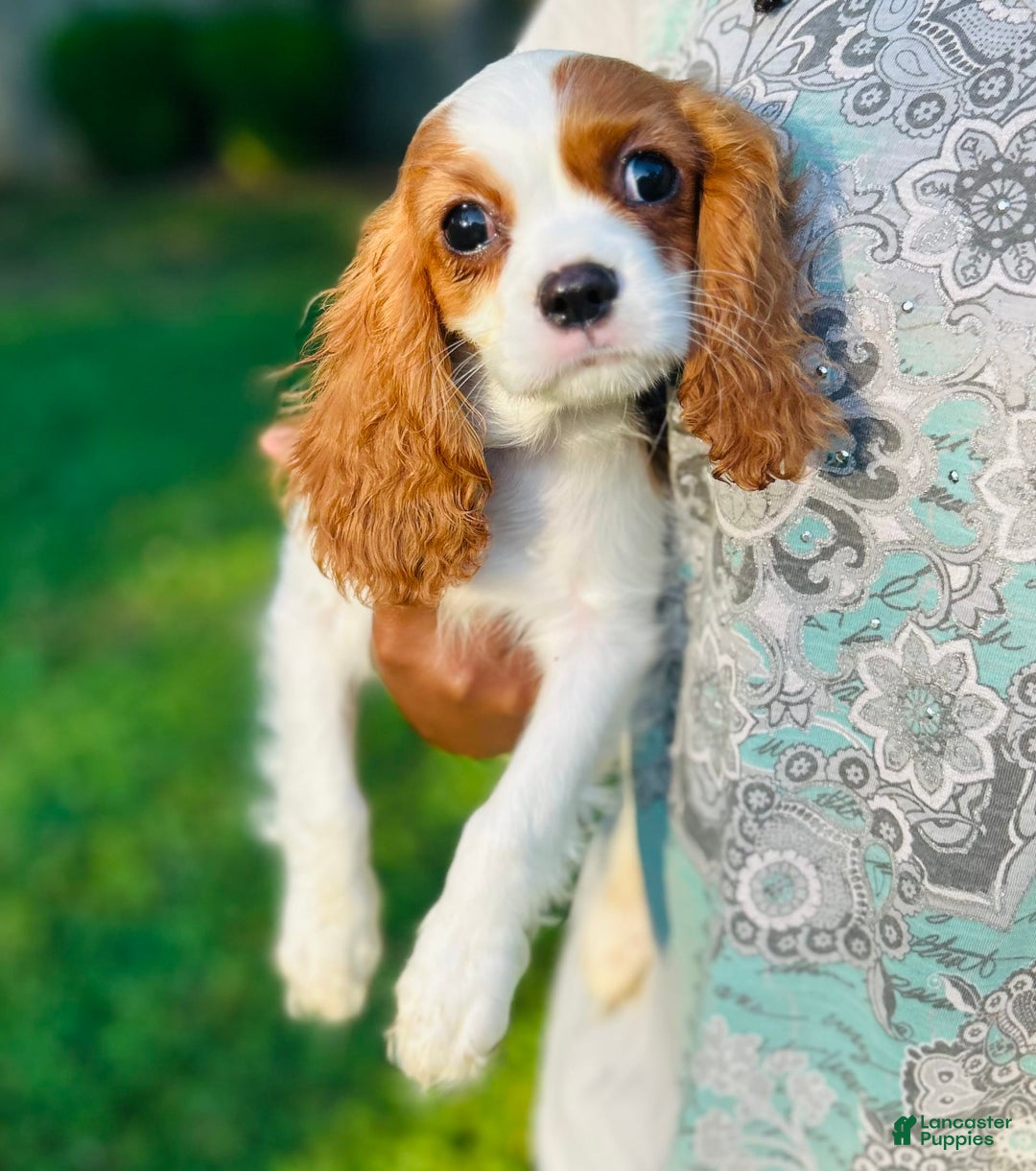 Cavalier King Charles Spaniel dogs for sale: Mr. Wiggles - Image 2