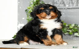 Mini Bernedoodle dogs for sale: Treyston - Image 4