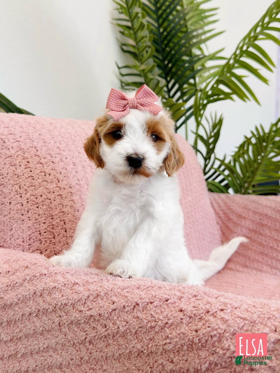 Mini Goldendoodle dogs for sale: Petite Elsa - Image 5