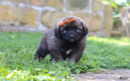 Newfoundland dogs for sale: Anya - Image 2