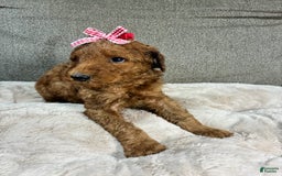 Mini Goldendoodle dogs for sale: Summer - Image 2