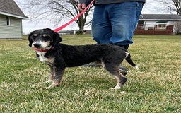 Bernedoodle dogs for sale: Beau - Image 5