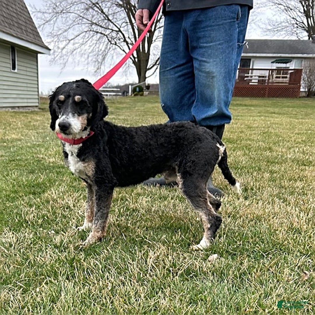 Bernedoodle dogs for sale: Beau - Image 5