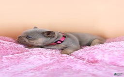 French Bulldog dogs for sale: Denise - Image 4