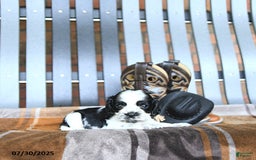 Cocker Spaniel dogs for sale: Kobey - Image 3